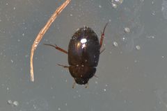 Hydrobius