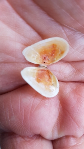 Bean Tellin, photo 2 of 10