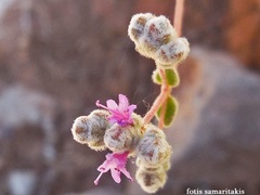 Origanum microphyllum