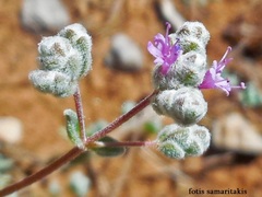 Origanum microphyllum