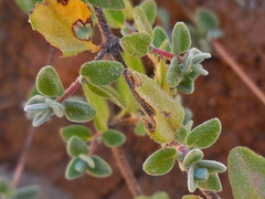 Origanum microphyllum