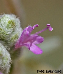 Origanum microphyllum