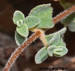 Origanum microphyllum