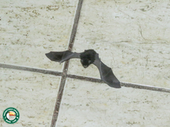 Myotis nigricans