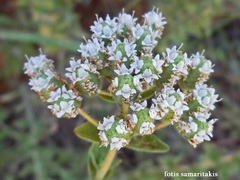 Origanum onites