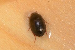 Hydrobius