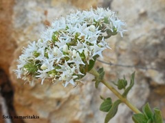 Origanum onites