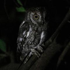Otus senegalensis