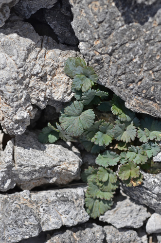Peucedanum alpinum