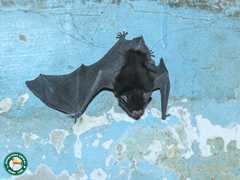 Myotis nigricans