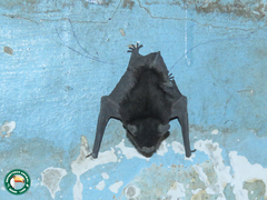 Myotis nigricans