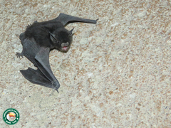 Myotis nigricans