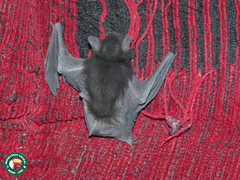 Myotis nigricans