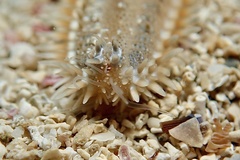 Astropecten platyacanthus