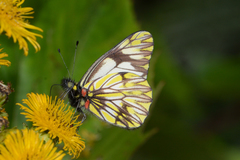 Catasticta pieris intermedia