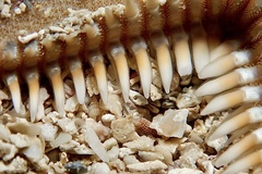 Astropecten platyacanthus