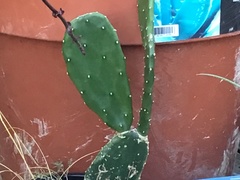 Opuntia caracassana