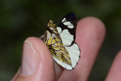 Catasticta pieris intermedia