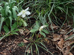 Helleborus niger