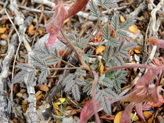 Hoffmannseggia erecta