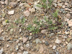 Picradeniopsis multiflora