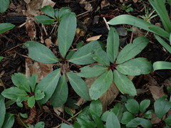 Helleborus niger