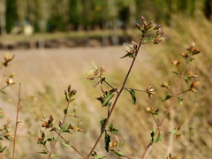 Austrobrickellia patens