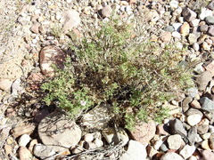 Junellia crithmifolia