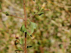 Austrobrickellia patens