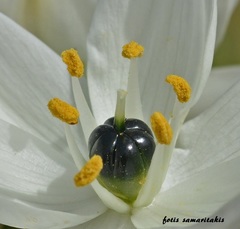 Ornithogalum arabicum