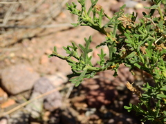 Junellia crithmifolia