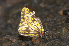 Catasticta pieris intermedia
