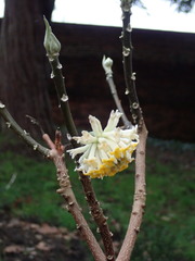 Edgeworthia chrysantha