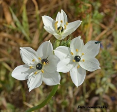 Ornithogalum arabicum