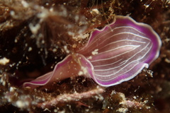 Prostheceraeus roseus