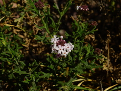 Junellia crithmifolia