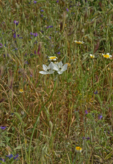 Ornithogalum arabicum
