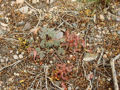 Hoffmannseggia erecta