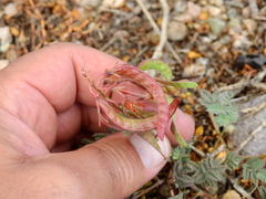 Hoffmannseggia erecta