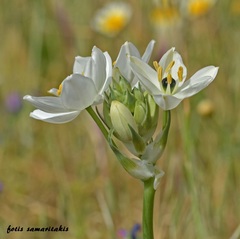 Ornithogalum arabicum