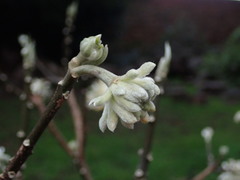 Edgeworthia chrysantha