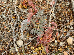 Hoffmannseggia erecta