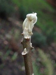 Edgeworthia chrysantha