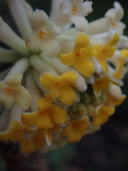 Edgeworthia chrysantha