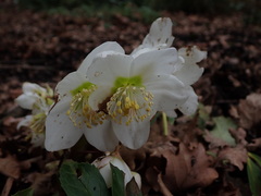Helleborus niger