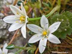 Ornithogalum collinum