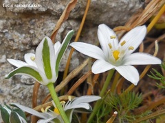 Ornithogalum collinum