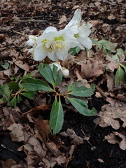 Helleborus niger