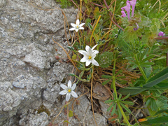 Ornithogalum collinum