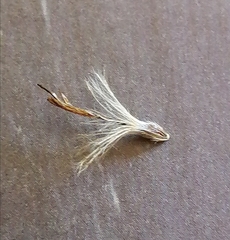 Archidasyphyllum excelsum